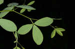 Spiked wild indigo